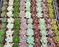 2" Echeveria Premium Assortment